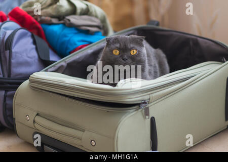 Katze sitzt im Koffer oder Tasche und warten auf eine Reise. Reisen mit Haustieren Konzept. Stockfoto