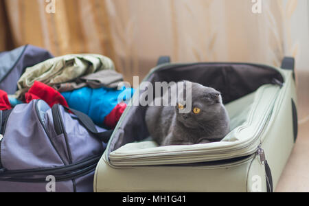 Katze sitzt im Koffer oder Tasche und warten auf eine Reise. Reisen mit Haustieren Konzept. Stockfoto