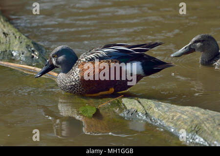 Australasian - Shoveler Anas rhynchotis Männliche mit weiblichen hinter Stockfoto