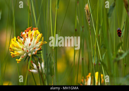 Detail aus einem Bereich der Wundklee vulneraria im Frühjahr mit Blume close-up und einem roten und schwarzen Insekt. Stockfoto