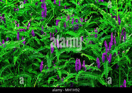 Eine grün-lila Teppich der Blätter und Blüten von Vicia cracca (vogelwicke, Kuh vetch, Vogel vetch, blaue Wicke, boreale vetch) im Frühjahr. Stockfoto