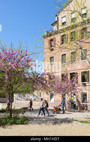 Venedig im Frühling, rosa Blüte in Campiello di Arras, Dorsoduro Venedig, Venetien, Italien mit einer jungen Familie, Studentinnen und junge wandern Hund Stockfoto