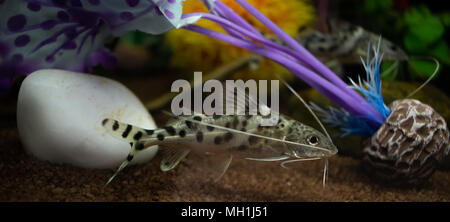 Grau synodontis Alberti Welse Schwimmen unter Wasser im Aquarium Stockfoto