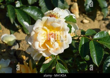 Rose Maigold Stockfoto