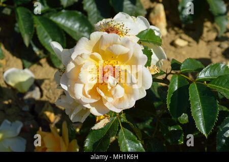 Rose Maigold Stockfoto