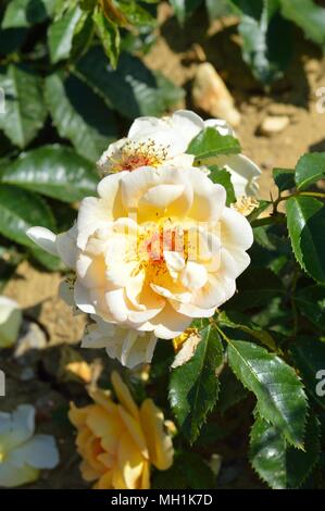 Rose Maigold Stockfoto