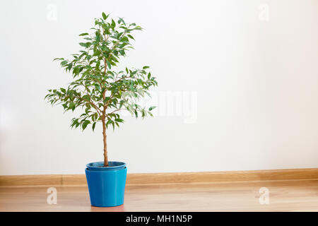 Home Werk ficus im Blumentopf. im Innenraum Stockfoto