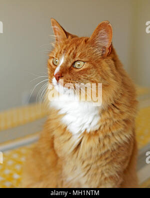 Ingwer lange Haare Katze mit grünen Augen, ganz nah an der Kamera. Innenaufnahmen der Hauskatze Stockfoto