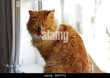 Ingwer lange Haare Katze sitzt auf der Fensterbank, Nahaufnahme, verdrehte Körper Stockfoto