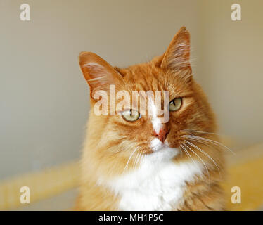 Ingwer lange Haare Katze mit grünen Augen, ganz nah an der Kamera. Innenaufnahmen der Hauskatze Stockfoto