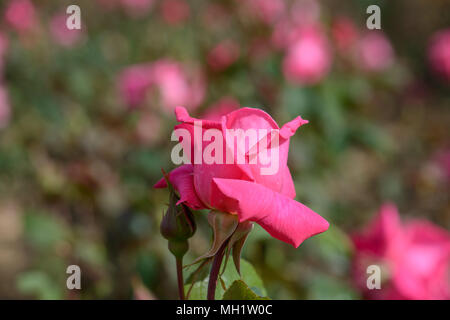 Rose Prima Ballerina Stockfoto
