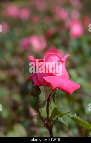 Rose Prima Ballerina Stockfoto