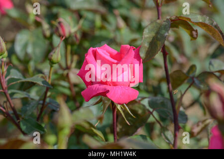 Rose Prima Ballerina Stockfoto