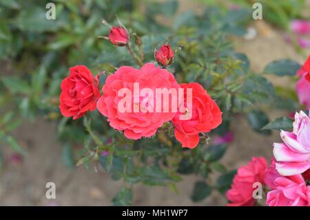 Rose Himbeer Royal Stockfoto
