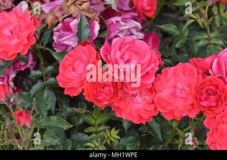 Rose Himbeer Royal Stockfoto