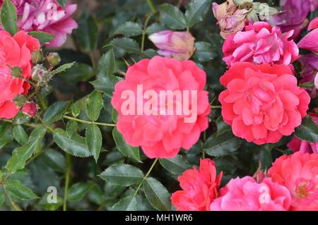 Rose Himbeer Royal Stockfoto