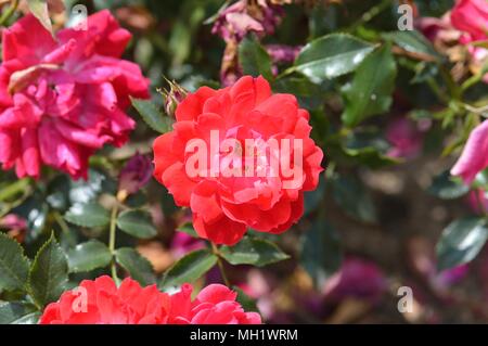 Rose Himbeer Royal Stockfoto
