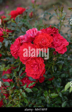 Rose Himbeer Royal Stockfoto