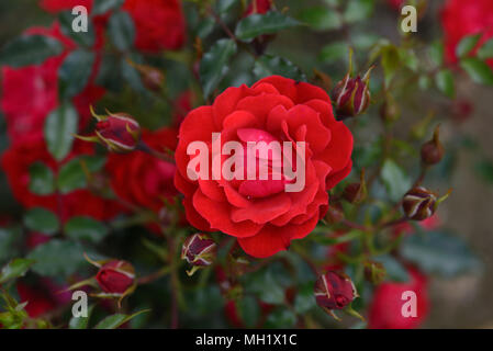 Rose Himbeer Royal Stockfoto