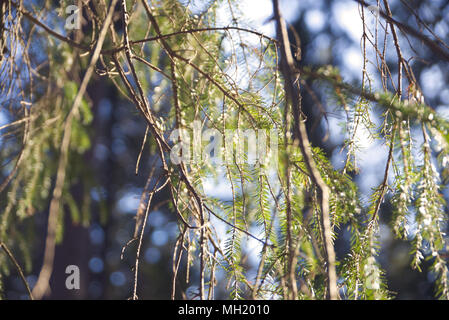 Niederlassungen und Spitzen von Fichte mit viel Bokeh isoliert. Stockfoto