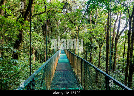 Hängebrücken in Nebelwald - Monteverde, Costa Rica Stockfoto