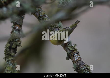 Erwachsene männliche Wood Warbler Stockfoto