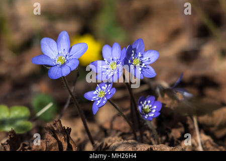 Schönen sonnigen blauen Anemonen, einer der ersten Saison Frühjahr Zeichen Stockfoto