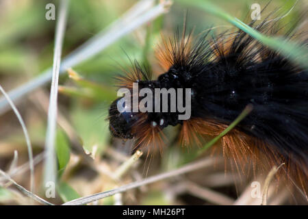 Caterpillar kriechen durch das Gras im nördlichen Japan Stockfoto