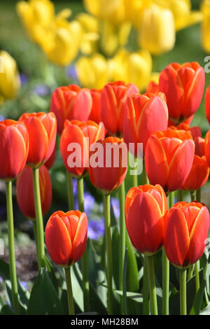 Frühling blühende Tulpen Stockfoto