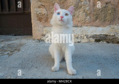 Eine strasse Katze in Lindos, Rhodos mit differemt farbigen Augen, eine Katze Form oder komplette Heterochromia Stockfoto