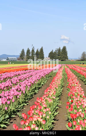 Zeilen der blühenden Tulpen Stockfoto