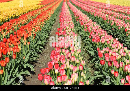 Zeilen der blühenden Tulpen Stockfoto