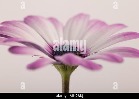 Osteospermum Blume, African Daisy Stockfoto