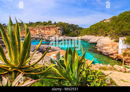 Tropische agave Pflanzen wachsen auf den Felsen, in einer wunderschönen Bucht mit Strand, Cala S'Almunia, Insel Mallorca, Spanien Stockfoto