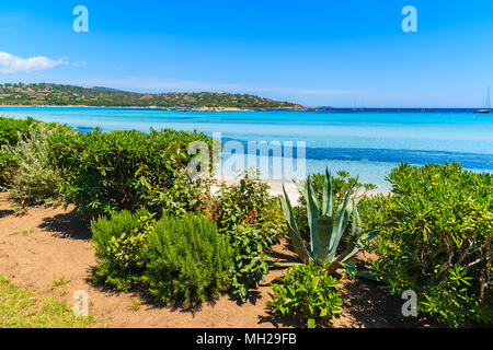 Tropische Pflanzen am Strand Santa Giulia und Meerblick, Insel Korsika, Frankreich Stockfoto