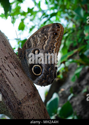 Eule butterly, tropenhaus Zoo, Amsterdam, Niederlande Stockfoto