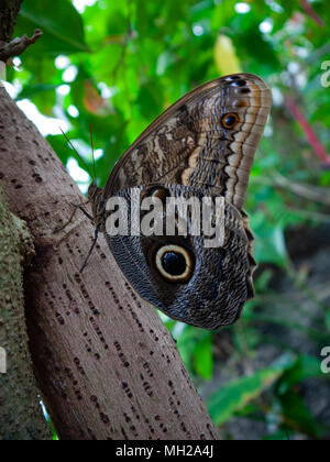 Eule butterly, tropenhaus Zoo, Amsterdam, Niederlande Stockfoto