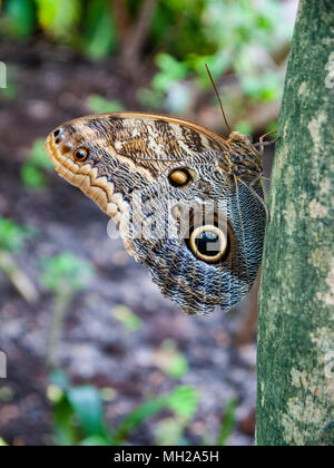 Eule butterly, tropenhaus Zoo, Amsterdam, Niederlande Stockfoto