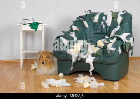 Hund allein zuhause, collie Hund Stockfoto