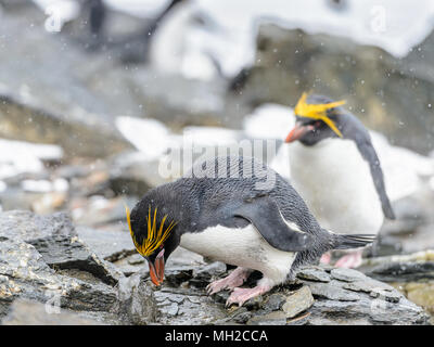 Makkaroni Pinguin auf den Steinen in der Antarktis Stockfoto