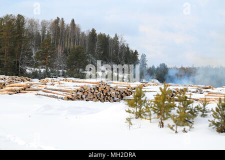 Ernte-Protokolle. Stapel von Holz bereit, aus einer Protokollierung Bereich geschleppt werden. Rauch. Sonnigen Tag. Winter. Woodpile von frisch geernteten anmeldet. Nat Stockfoto