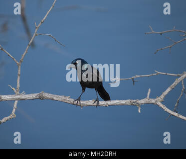 Brauer Amsel auf Baum Zweig Stockfoto