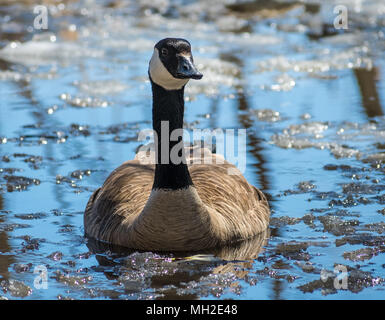 kanadische Gans im eisigen Teich Stockfoto