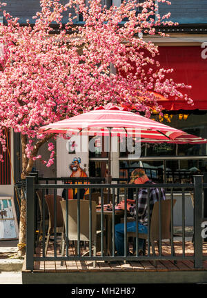 Japanische Kirsche Baum im Frühling blühen; Prunus serrulata; Sakura; Kunde bei Strömen; Café im Freien; Salida, Colorado, USA Stockfoto