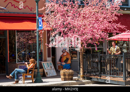 Inhaber von Eye Candy; Einzelhandel; sitzt unter japanischen Kirschbaum in voller Blüte Frühling; Prunus serrulata; Sakura, Salida, Colorado, USA Stockfoto