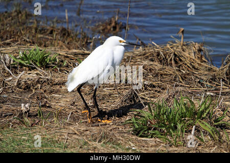 Snowy Egret, Egretta thula, Edwin B. Forsythe National Wildlife Refuge, New Jersey, USA Stockfoto