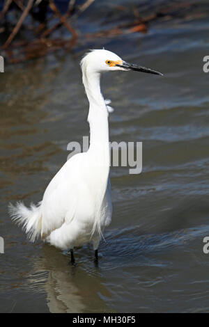 Snowy Egret, Egretta thula, Edwin B. Forsythe National Wildlife Refuge, New Jersey, USA Stockfoto