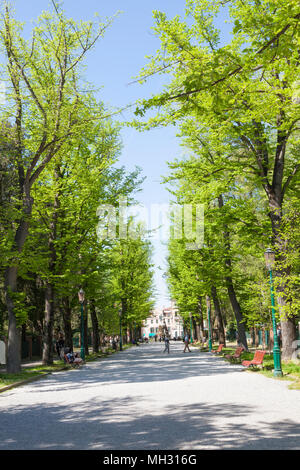 Venedig im Frühling. Viale Giuseppe Garibaldi, Castello, Venedig, Italien, eine von Bäumen gesäumten Avenue mit frischen grünen Frühling Laub in der Nähe von Giardini Pubblici Stockfoto