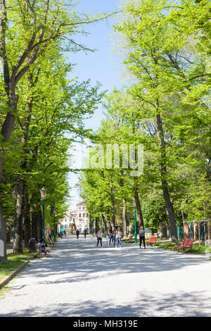 Venedig im Frühling. Viale Giuseppe Garibaldi, Castello, Venedig, Italien, eine von Bäumen gesäumten Avenue mit frischen grünen Frühling Laub in der Nähe von Giardini Pubblici Stockfoto