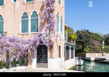 Venedig im Frühling. Lila Wisteria wächst über einen Palazzo Tür, Castello, Venedig, Venetien, Italien mit blühen auf den Bäumen in Giardini Pubblici über einen Stockfoto